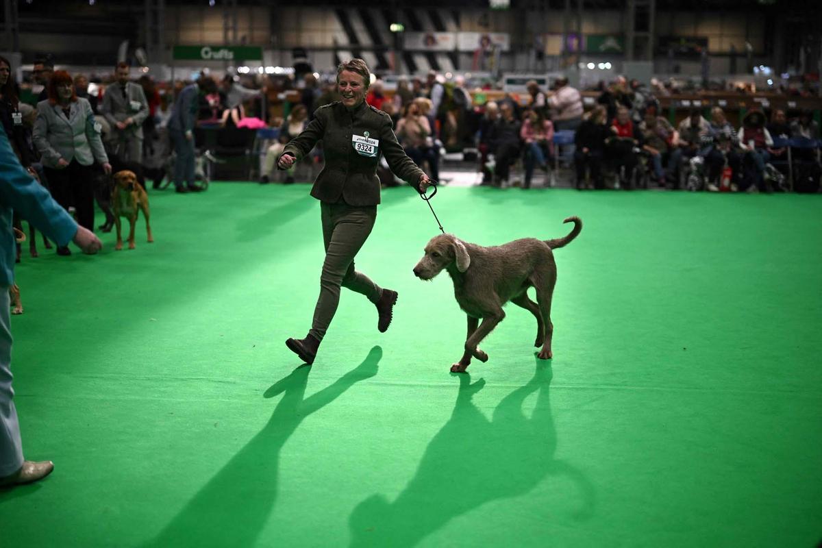 Exposición canina en el Centro Nacional de Exposiciones de Birmingham