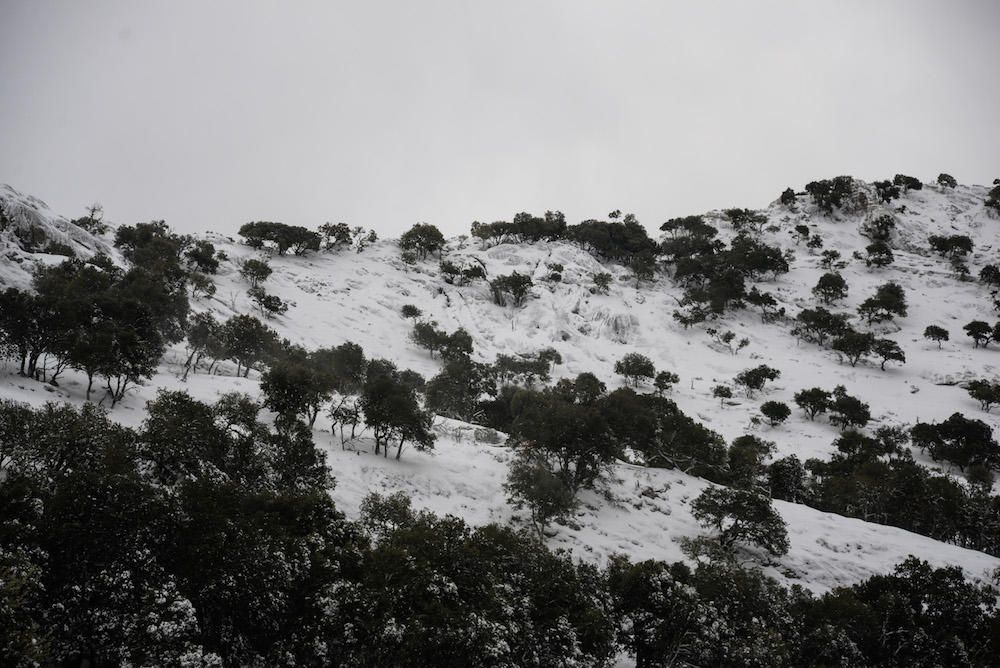 Der frühe Schnee hat am Samstag (2.12.) zahlreiche Insulaner in die Tramuntana gelockt, wo es die seltene Gelegenheit zu Schneeballschlachten oder zum Bau von Schneemännern gab.