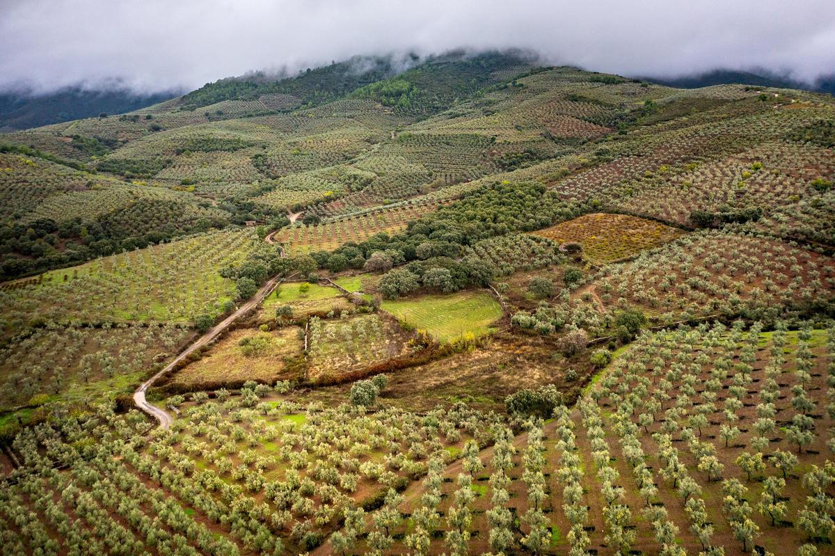 Paisaje de olivares