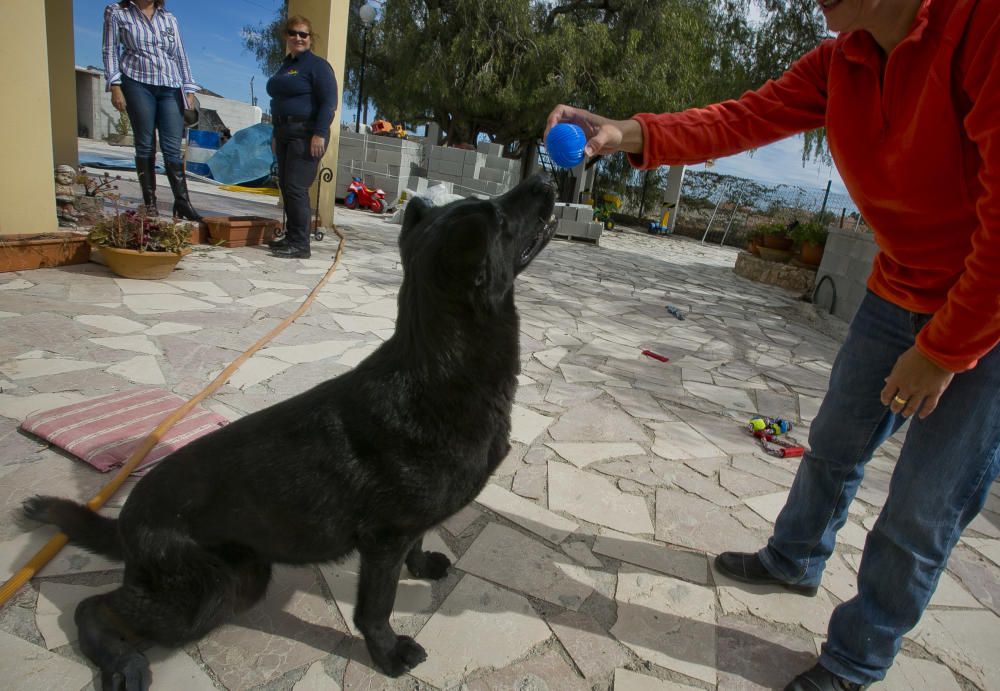 Ana, que cuida provisionalmente de Laki, le da su pelota favorita