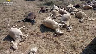 «El agua estancada no provoca muertes repentinas»