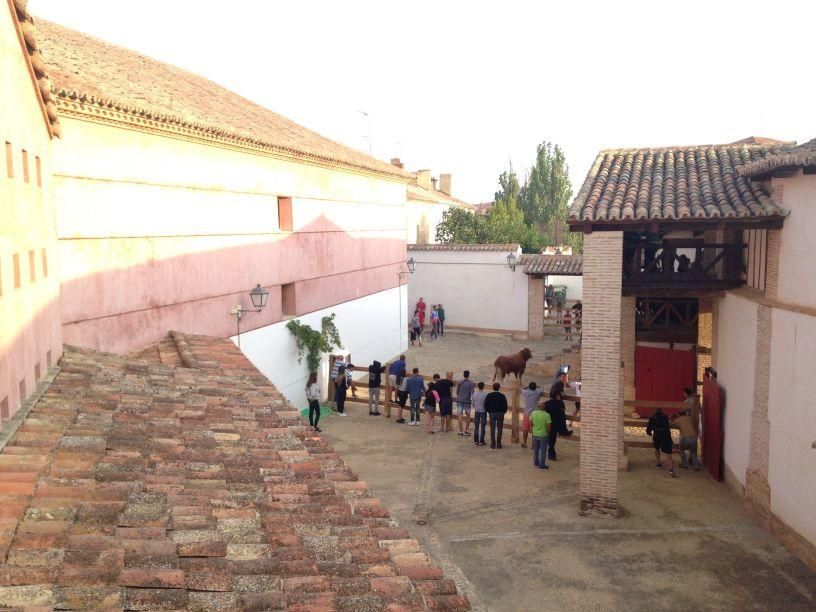 Fiestas Toro: Encierro urbano y suelta de vaquilla