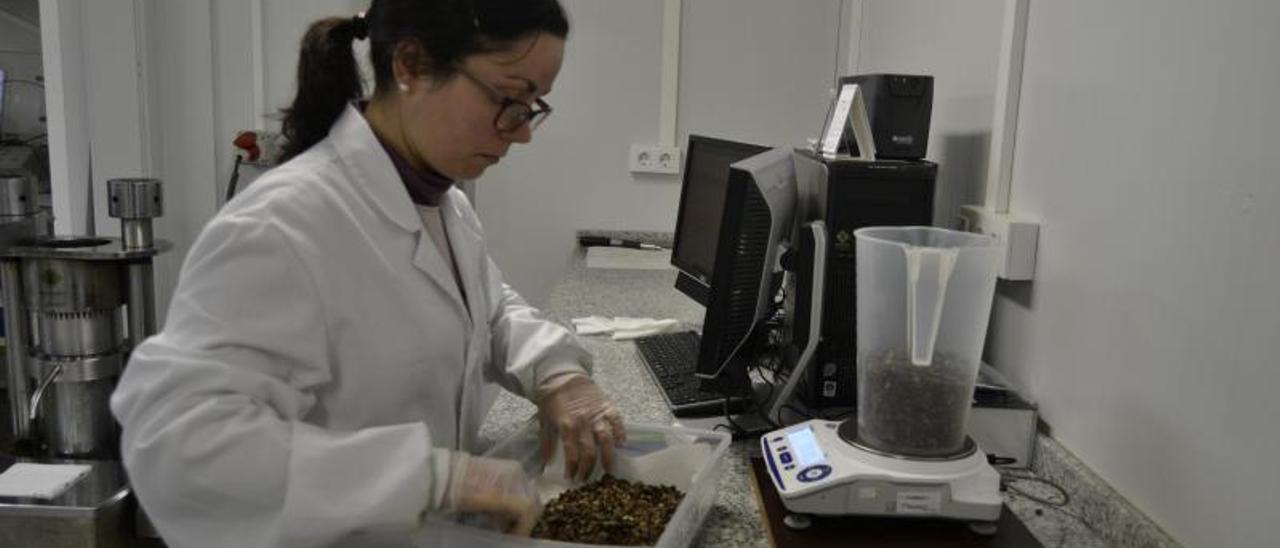 Rocío Barreiro manipula té de camelias en un laboratorio de O Areeiro.   | // FDV