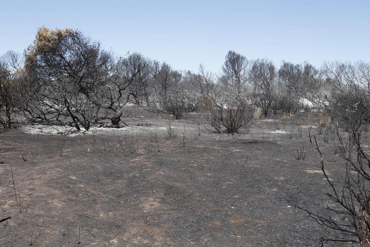 Sábado de trabajos en el incendio del Saler Sábado de trabajos en el incendio del Saler
