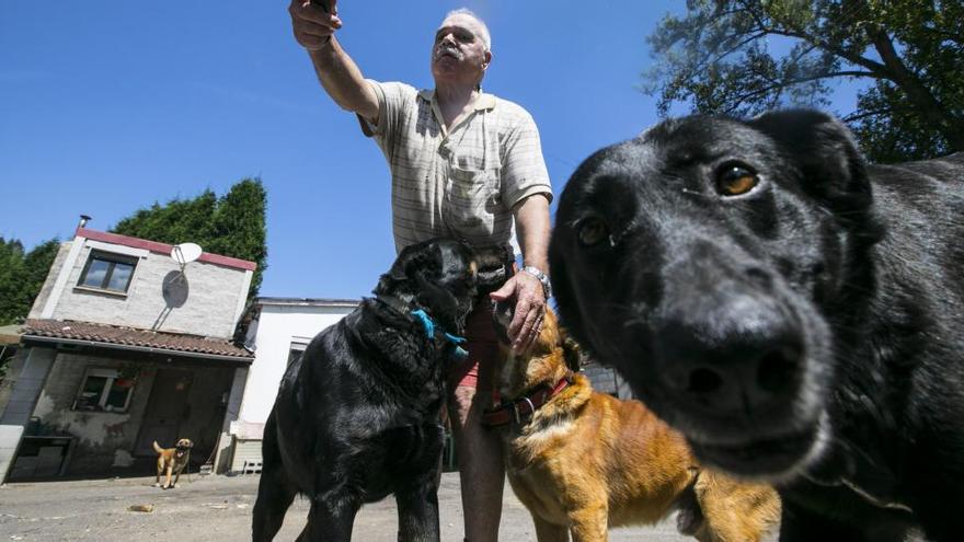 ENCUESTA: ¿Es necesario sacrificar a los perros del ataque mortal al anciano  de Siero? - La Nueva España