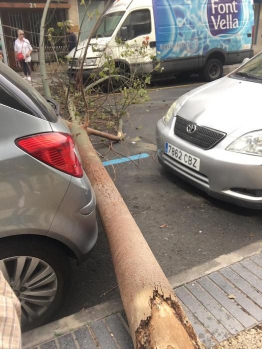 Un árbol cae en mitad de la calzada de la calle Cayetano de Lugo