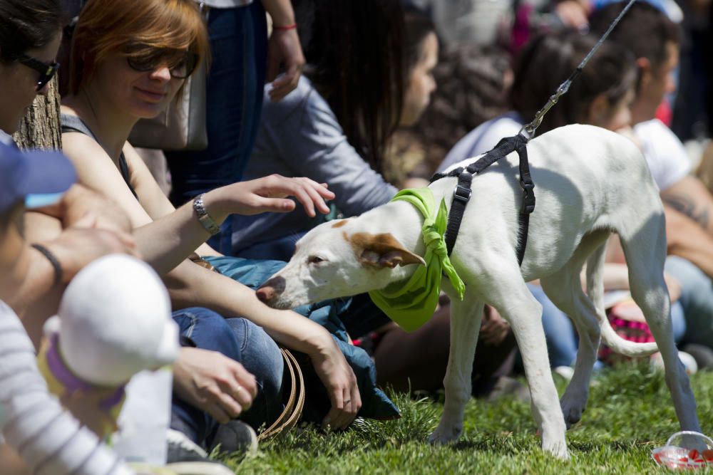 III Feria del Bienestar Animal en Valencia