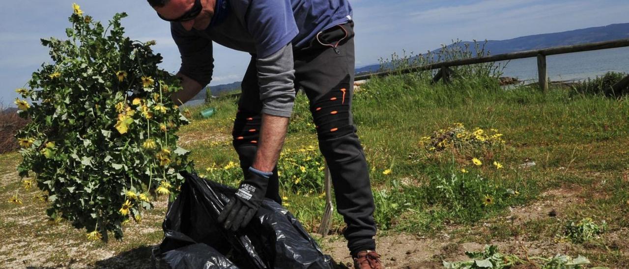 La difícil lucha contra un invasor llegado de Sudáfrica - Faro de Vigo