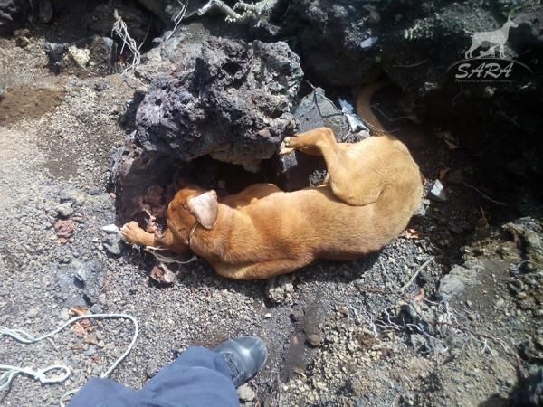 Hallan un perro apaleado en Lanzarote