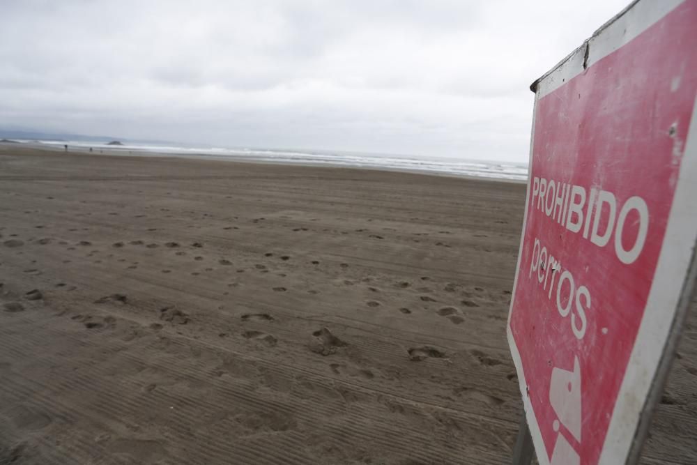 Los perros pueden acceder al playón de Bayas