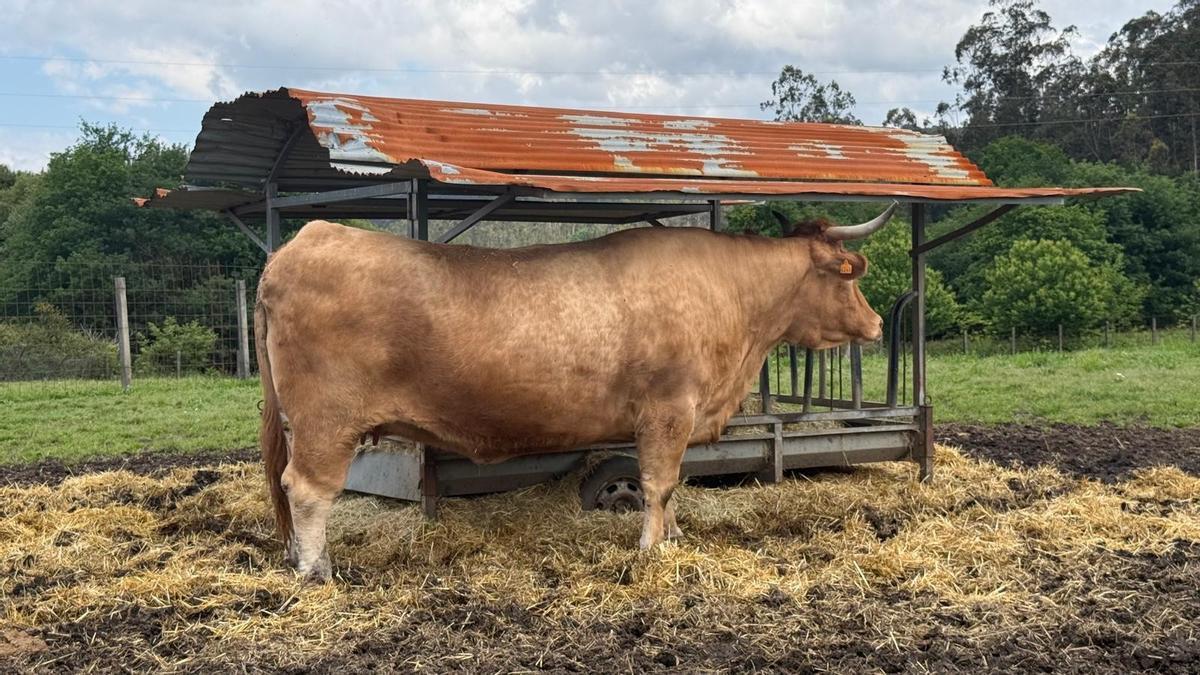 Linda, la vaca más cara de Galicia