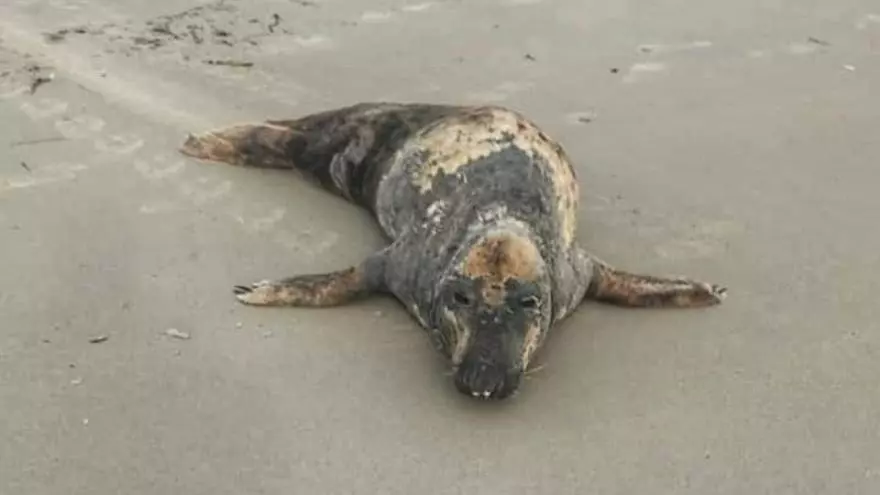 La foca gris reaparece en la playa de La Llana