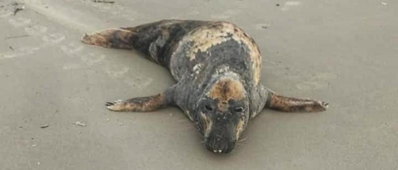 La foca gris vuelve a ser vista en la Región: esta vez ha aparecido a orillas de La Llana