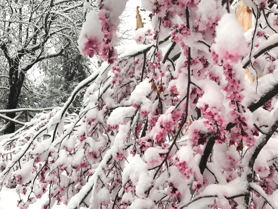 Los almendros nevados