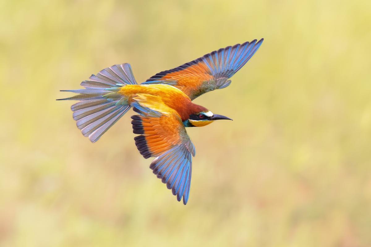 Un abejaruco europeo en pleno vuelo