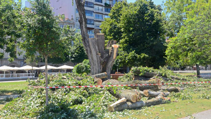 El BNG denuncia la tala de un árbol en Montero Ríos