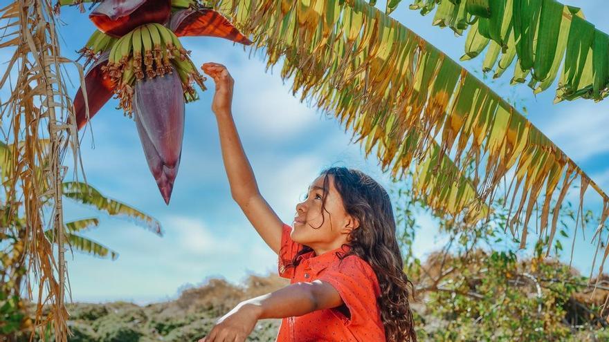 Flor cadáver, la planta gigante y de olor insoportable que te impresionará