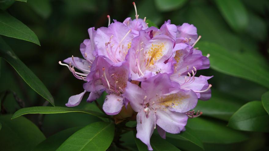 How to care for your potted rhododendron and transform your space with a new trendy plant
