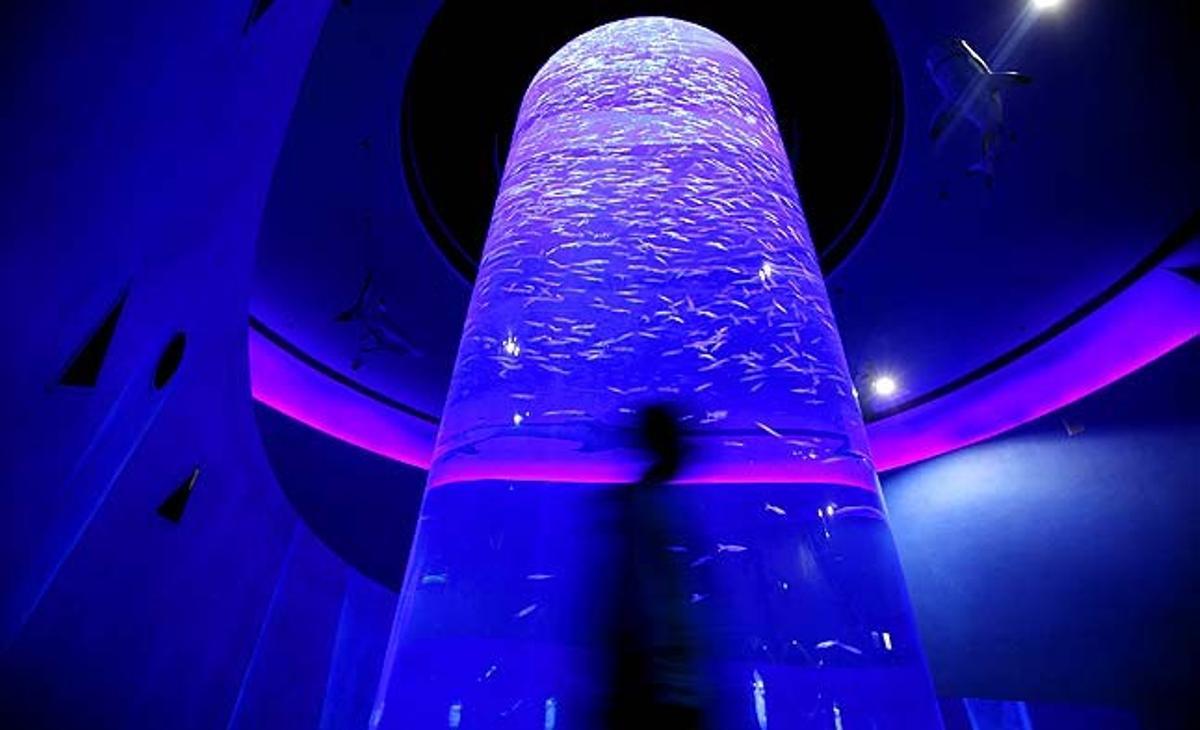 Un home camina davant un aquari en la inauguració d’Aqua City, el nou aquari de l’Ocean Park de Hong Kong (Xina).