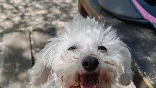 Organizan una batida en Cullera para encontrar a una perra desaparecida