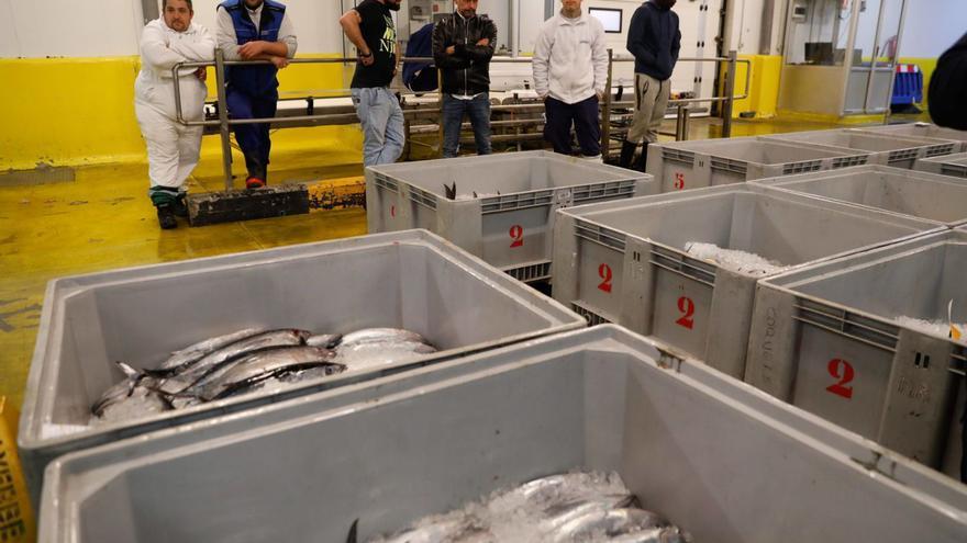 Cajas de bonito del norte el año pasado en la rula de Avilés. | Ricardo Solís