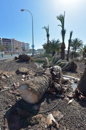 16-08-2018 LAS PALMAS DE GRAN CANARIA. Palmeras taladas en la obra de la rotonda de El Veril. Fotógrafo: ANDRES CRUZ  | 16/08/2018 | Fotógrafo: Andrés Cruz