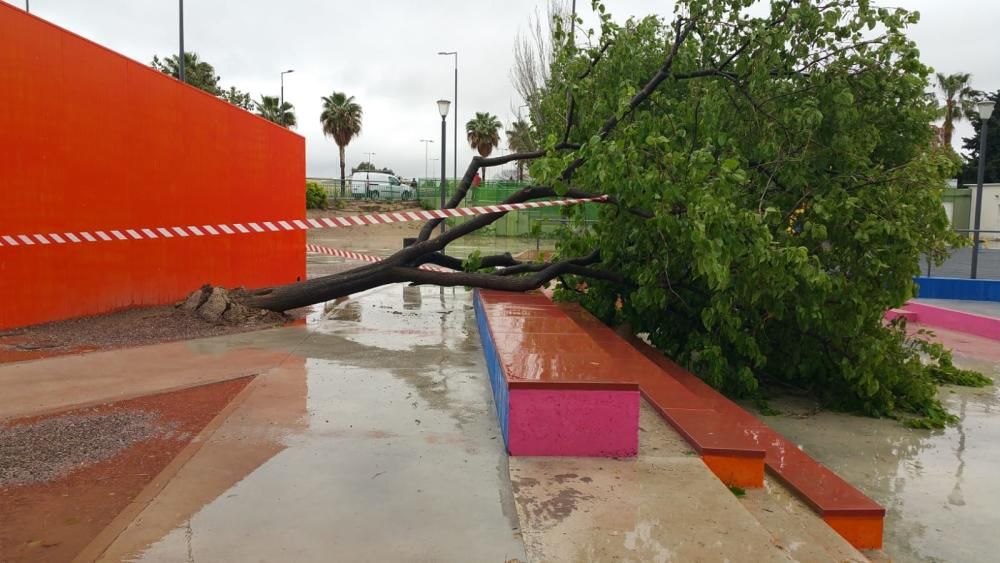 Caída de un árbol en el antiguo cuartel de Lorca