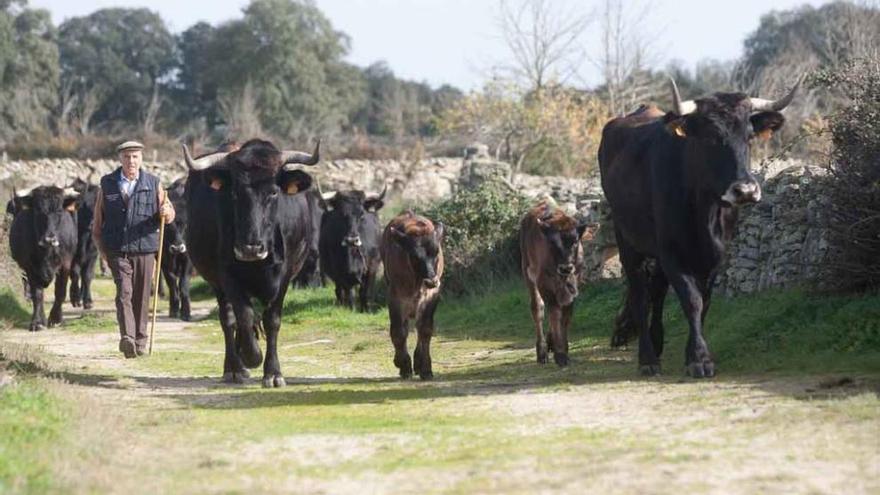 Un grupo de vacas y chotos de ganado sayagués se dirige hacia el embarque en el camión. A la derecha, los ganaderos extienden paja en el vehículo para alimento y cama de los animales