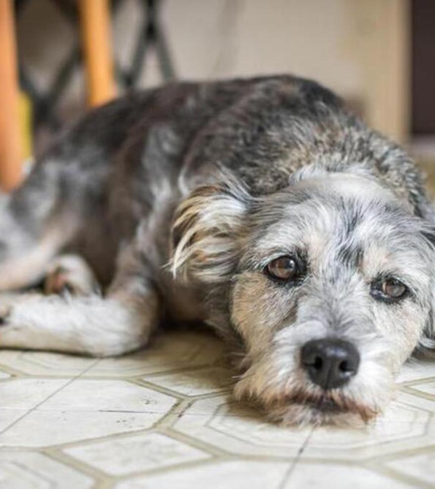 ¿Sabías que tu perro no envejece como tú? Descubre cómo calcular su edad &quot;humana&quot;