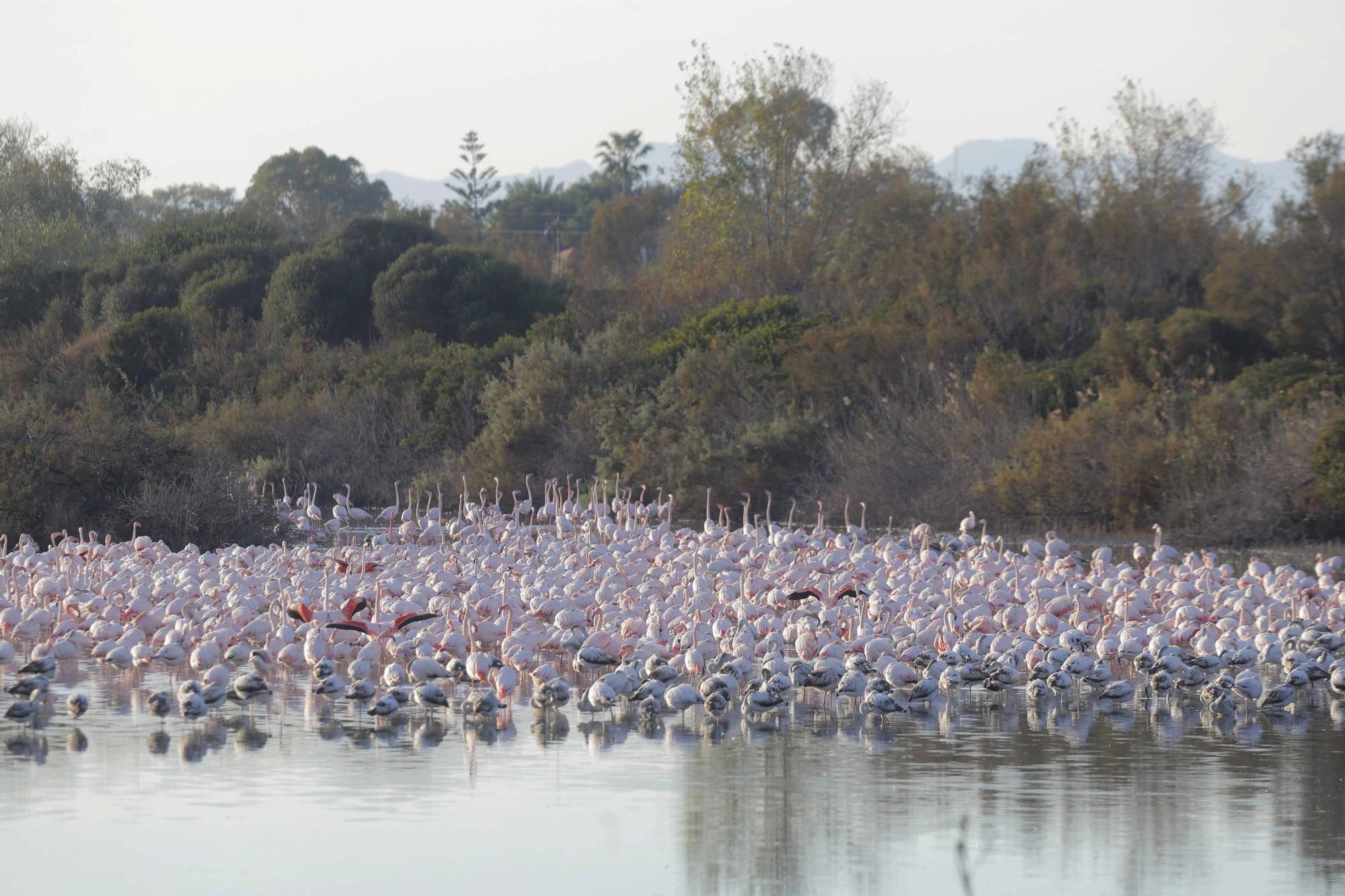 Los flamencos vuelven a L´Albufera para criar