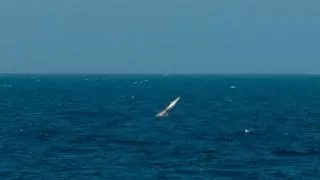 Els impressionants salts de les balenes a Dénia