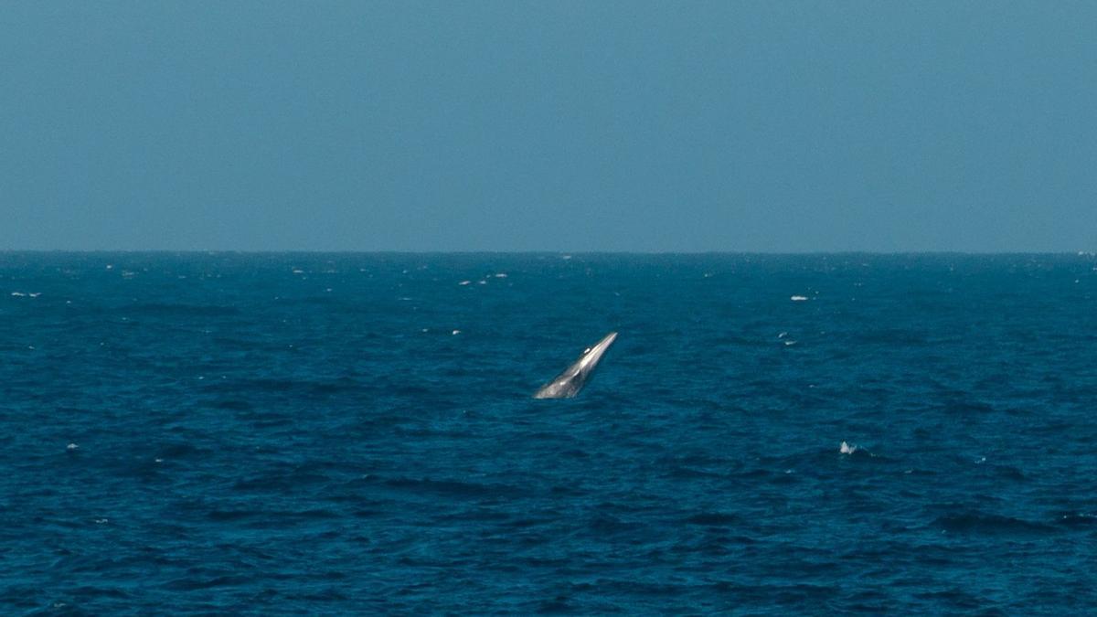 Los impresionantes saltos de las ballenas en Dénia