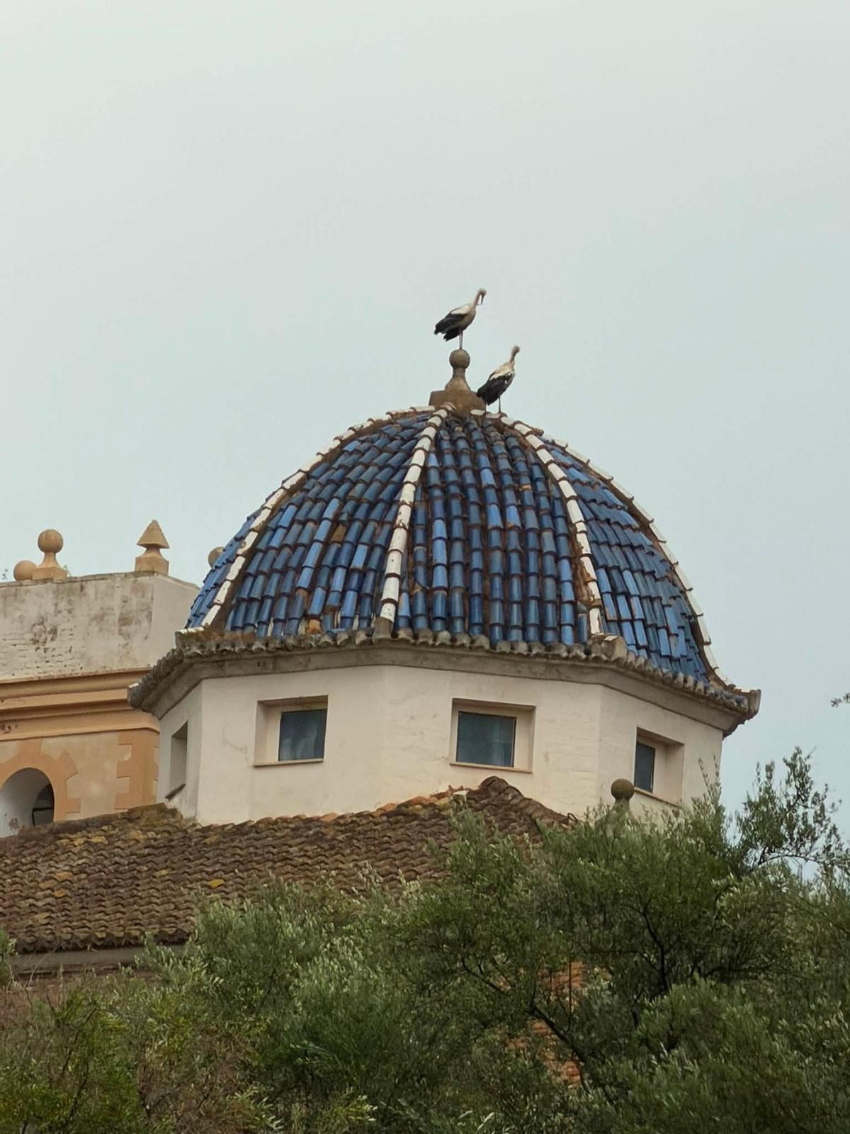 Cigüeñas sobre la cúpula de la ermita de Alberic.