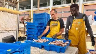 La pesca de gamba roja de Badalona a Vilanova, detenida por los topes europeos en un año de población "extraordinaria"