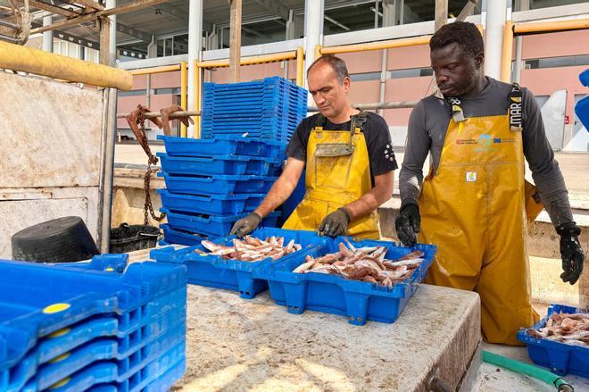 La pesca de gamba roja de Badalona a Vilanova, detenida por los topes europeos en un año de población "extraordinaria"