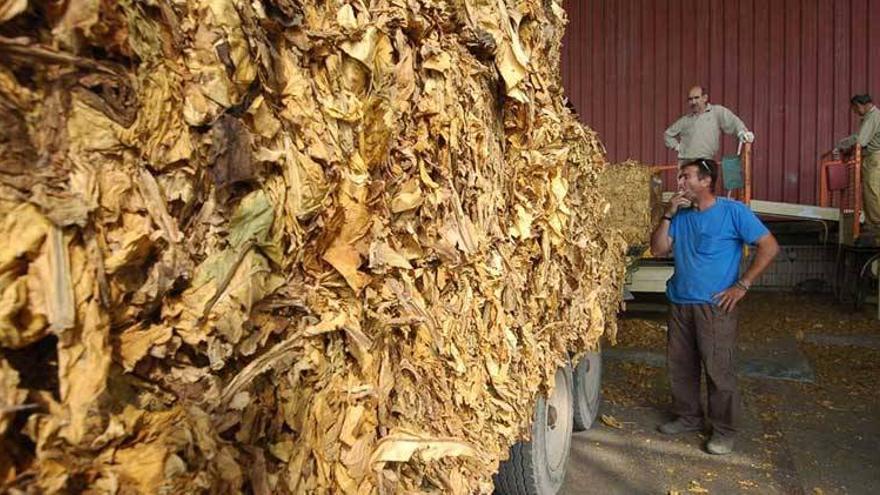 La Junta paga 4,5 millones a 1.496 cultivadores para fomentar la calidad del tabaco