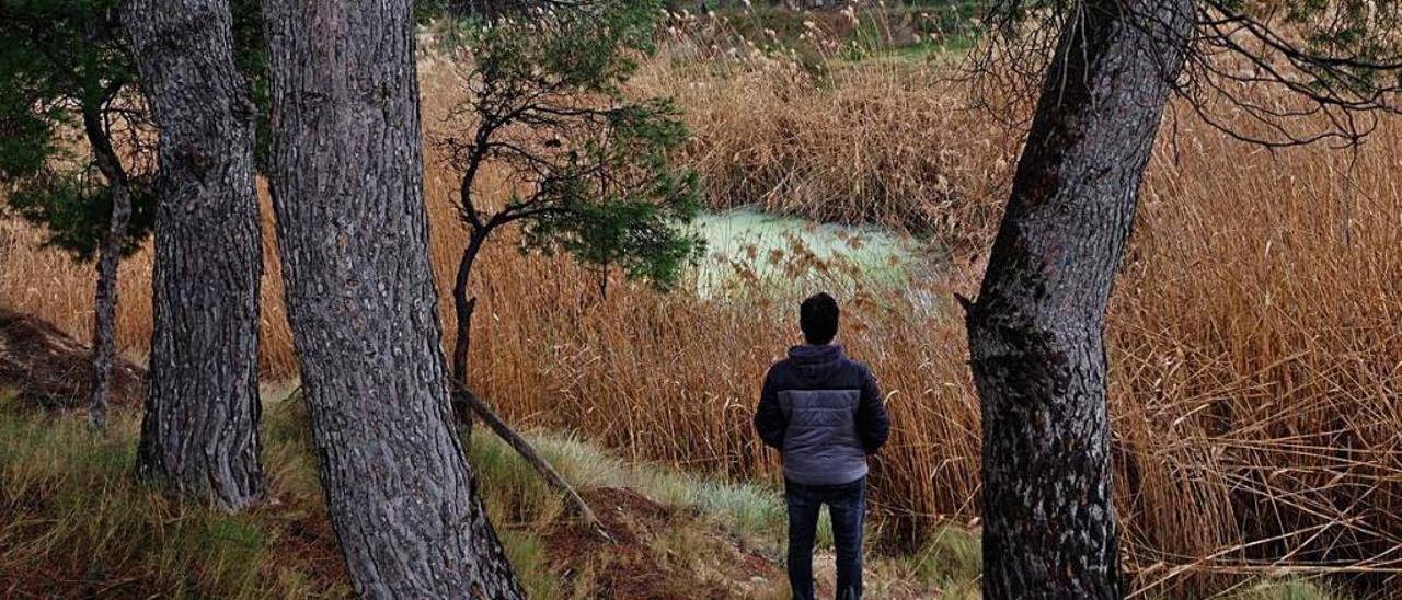 Las aguas estancadas por los vertidos permiten la proliferación de un cañaveral que afecta a las viviendas que hay en la zona.