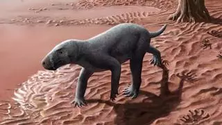 Hallazgo histórico en Mallorca: El ‘dientes de sable’ más antiguo del mundo es de Banyalbufar y tiene 270 millones de años