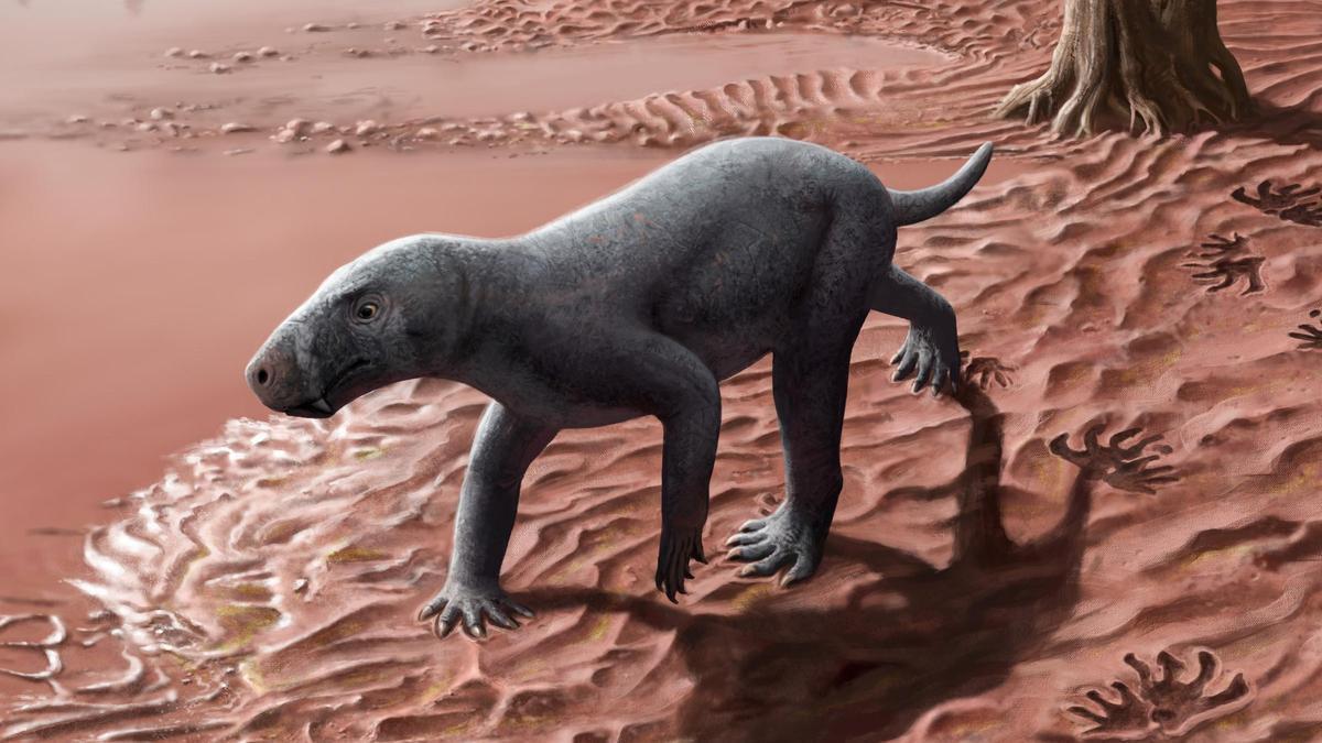 Reconstrucción del nuevo animal fósil, un 'dientes de sable' prehistórico hallado en Banyalbufar.