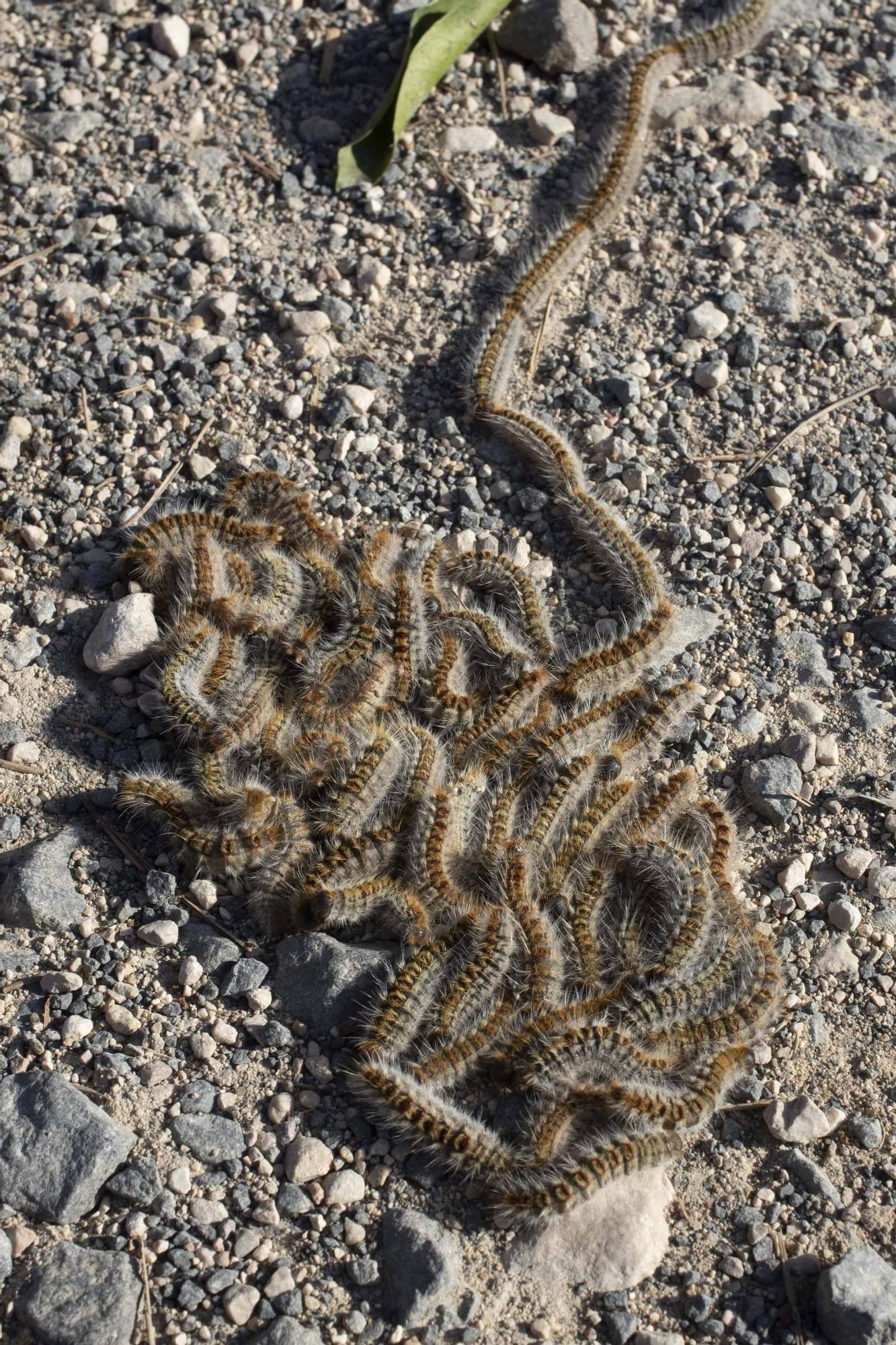 La procesionaria, una plaga que se expande en las zonas naturales