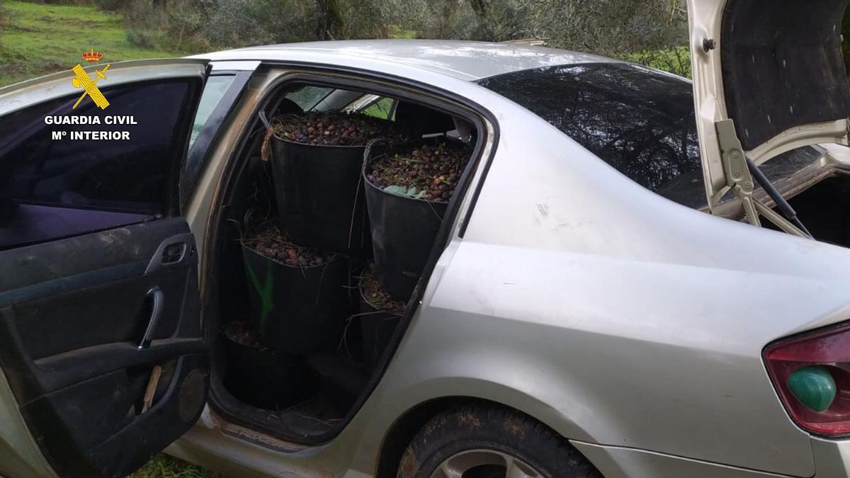 Robo de aceitunas en un olivar de Alcuéscar