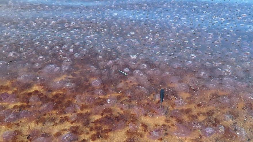 Bancos de medusas en Ibiza: algo no va bien en el mar
