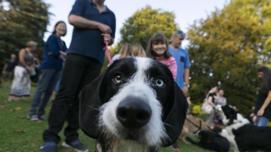 Los dueños de perros están que trinan en Avilés: estas son las razones de su malestar