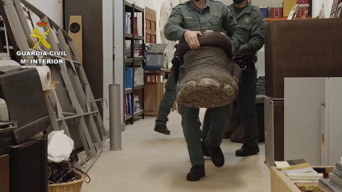 FOTOS | Las imágenes de la colección de animales disecados hallada en Bétera, la más grande de España FOTOS | Las imágenes de la colección de animales disecados hallada en Bétera, la más grande de España