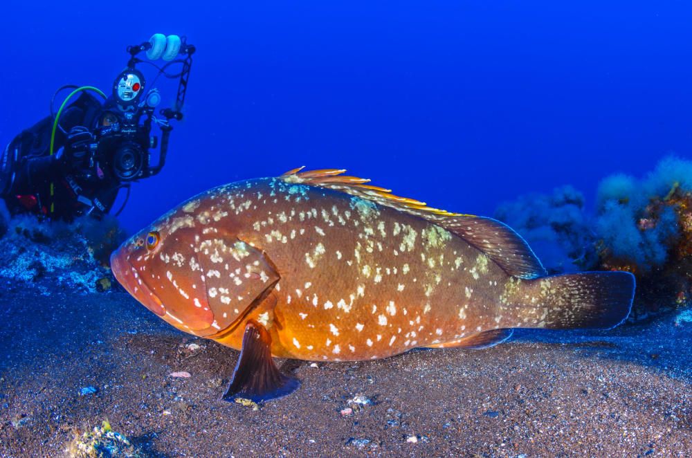 Canarias promociona sus fondos marinos en la mayor feria nacional de submarinismo