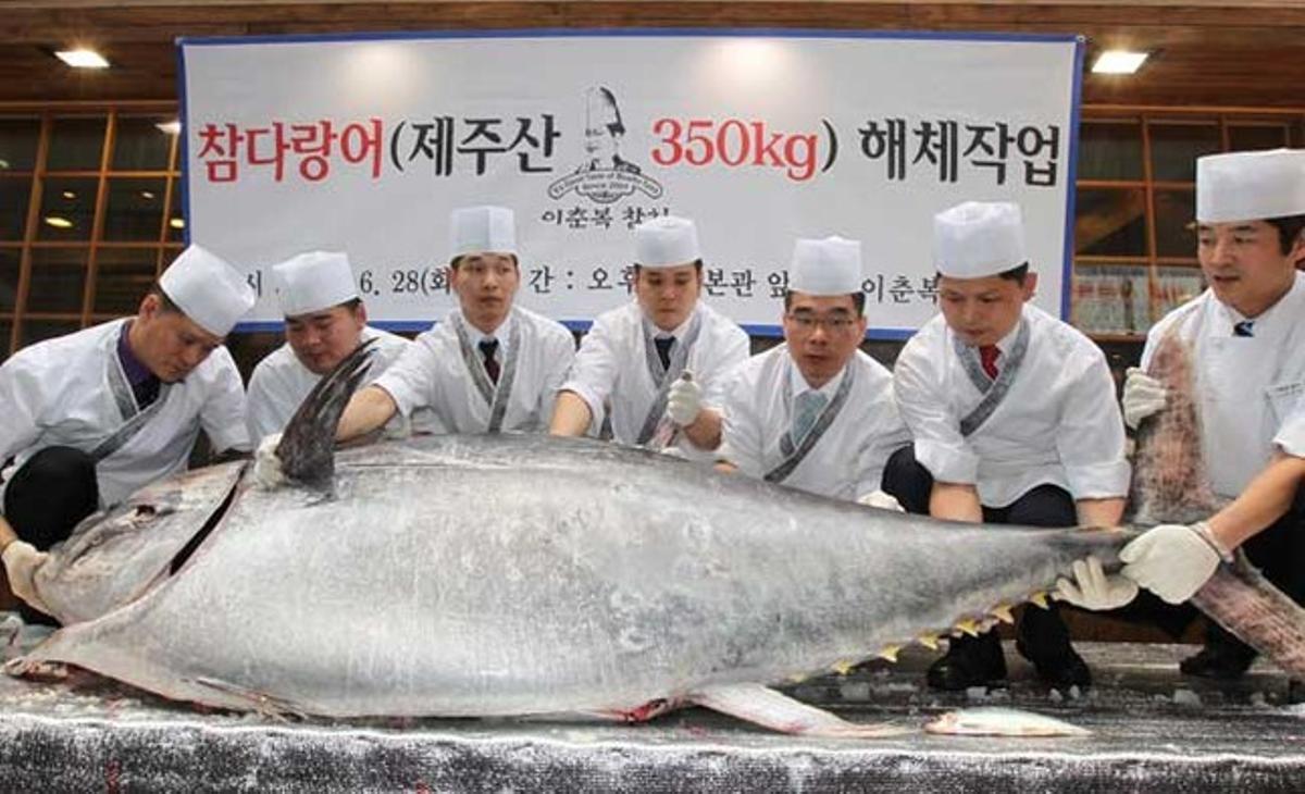 Un grup de cuiners posen amb una tonyina de 350 kg i 2,7 metres de longitud, abans de procedir al seu trossejat en un restaurant de Seül (Corea del Sud). La tonyina va ser pescada de manera tradicional amb múltiples hams.