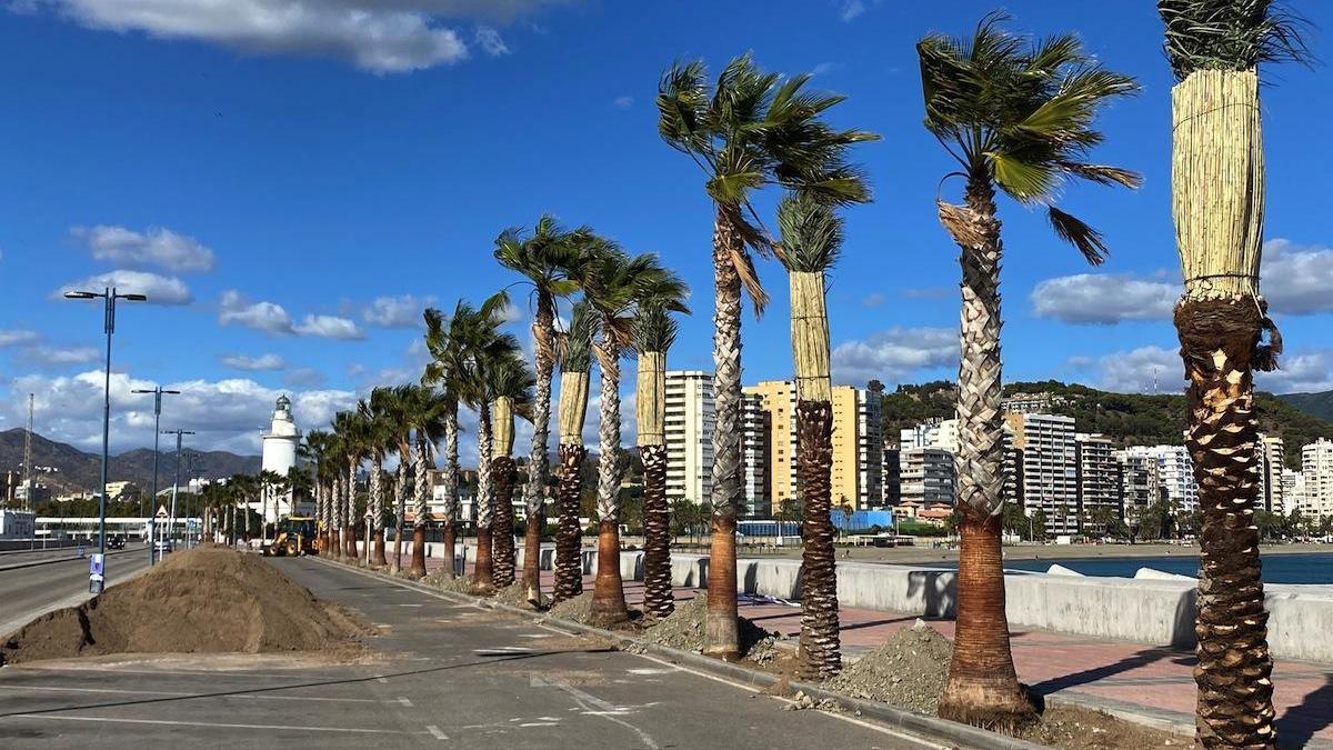 Las primeras palmeras plantadas en el Paseo de Levante.