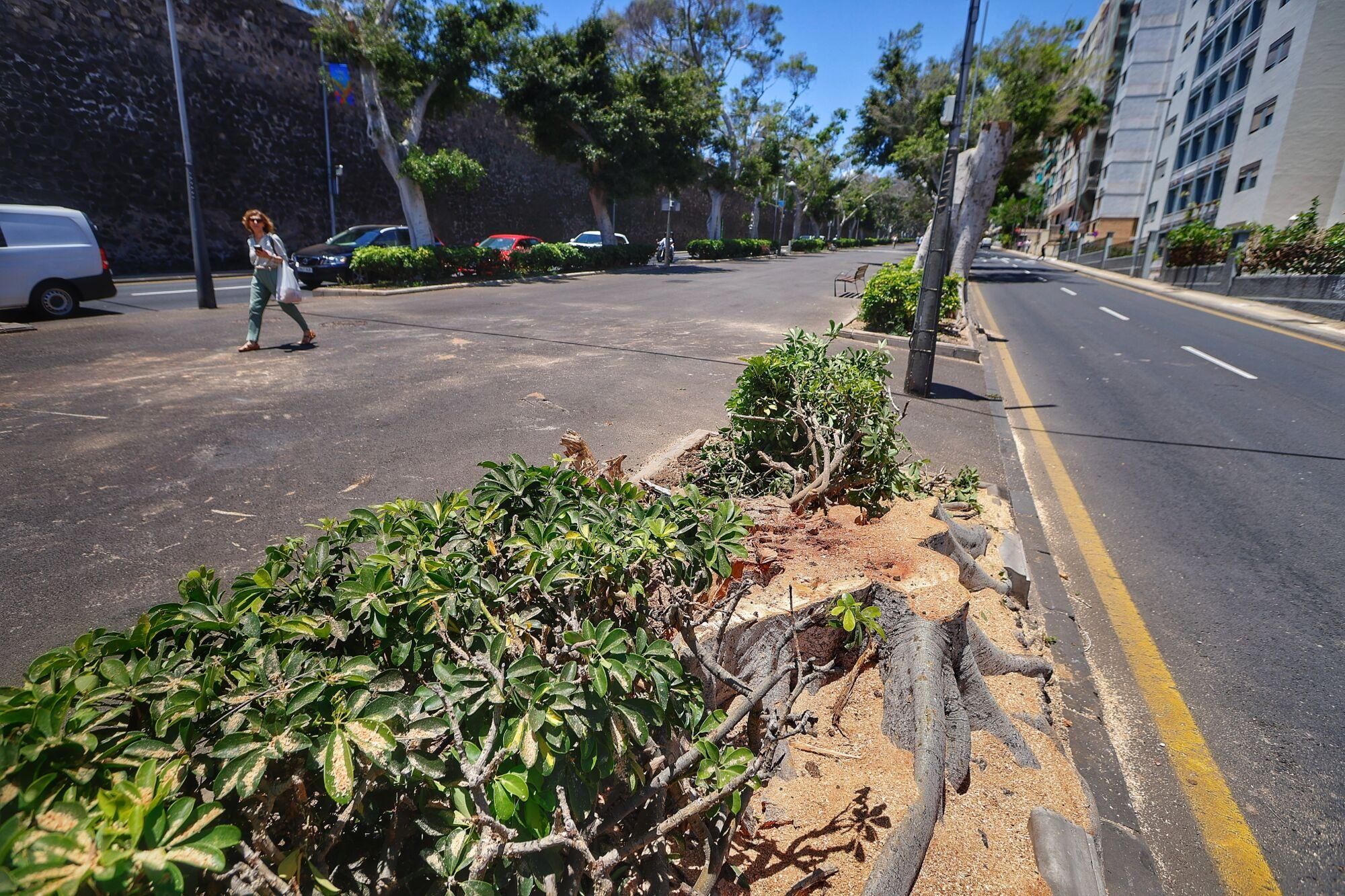 Tala de árboles en la Rambla de Santa Cruz de Tenerife
