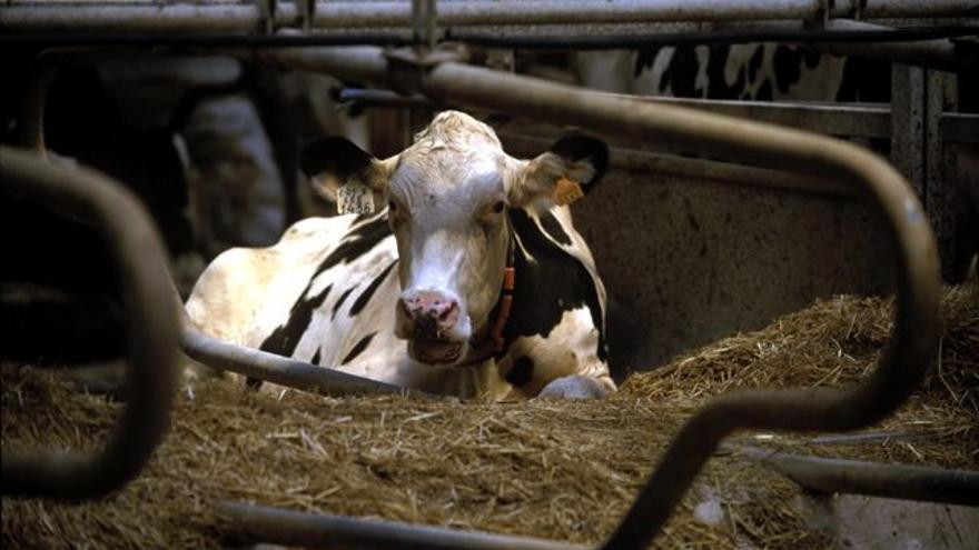 En 2020, Asturias produjo casi 571.000 toneladas de leche de vaca