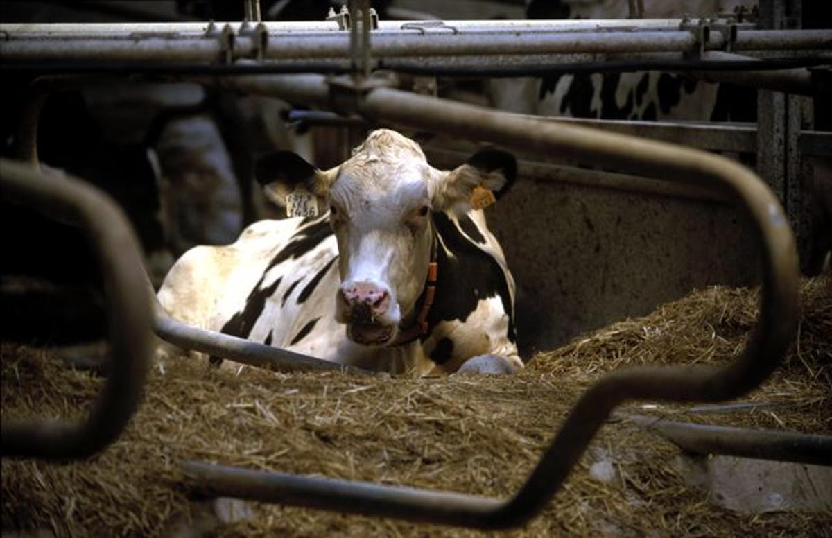 En 2020, Asturias produjo casi 571.000 toneladas de leche de vaca